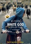 White God poster