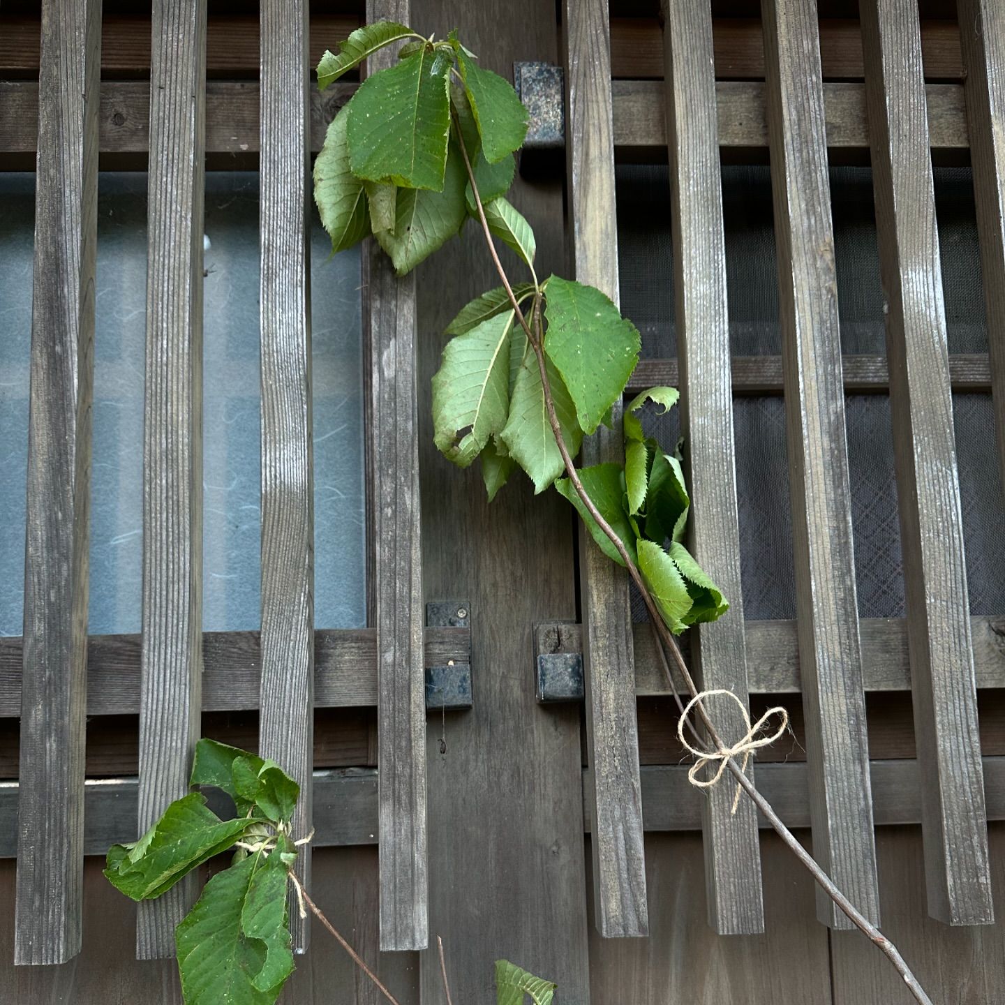 อาย - กมลเนตร เรืองศรี