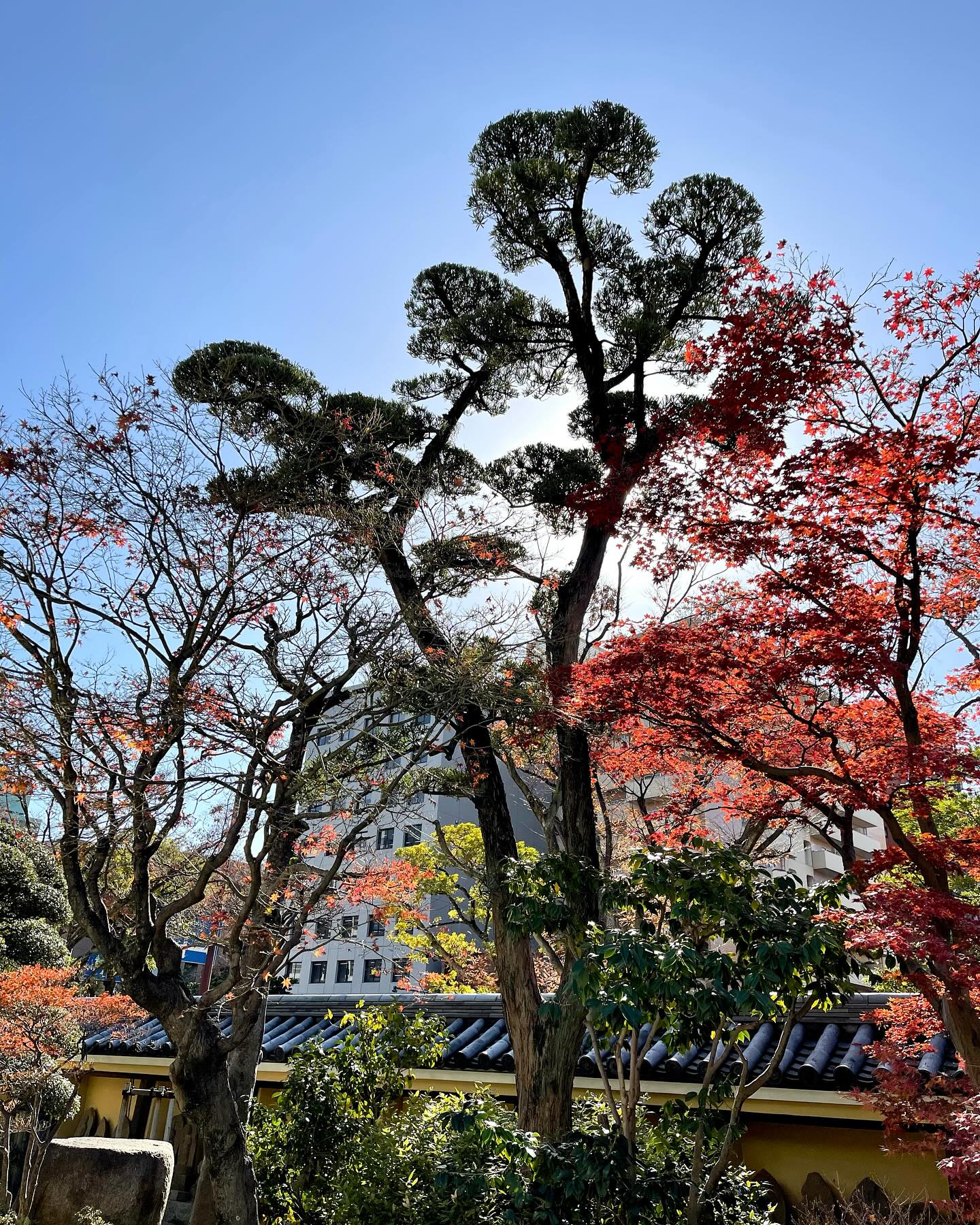 ชิปปี้ - ศิรินทร์ ปรีดียานนท์