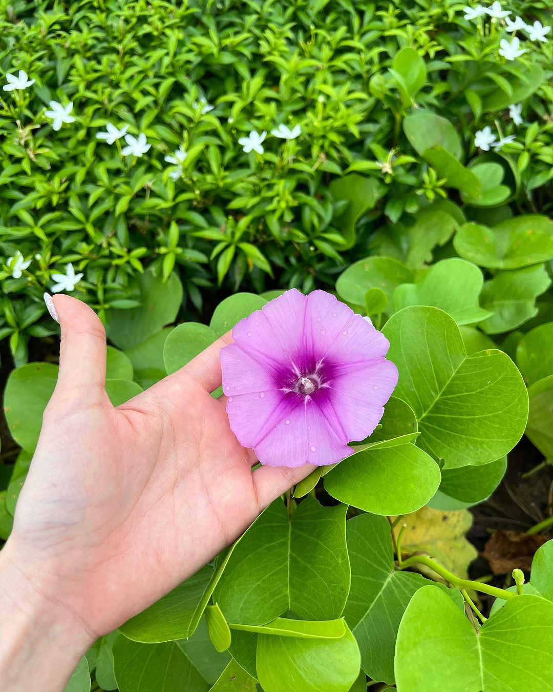 กวาง - วรรณปิยะ ออมสินนพกุล