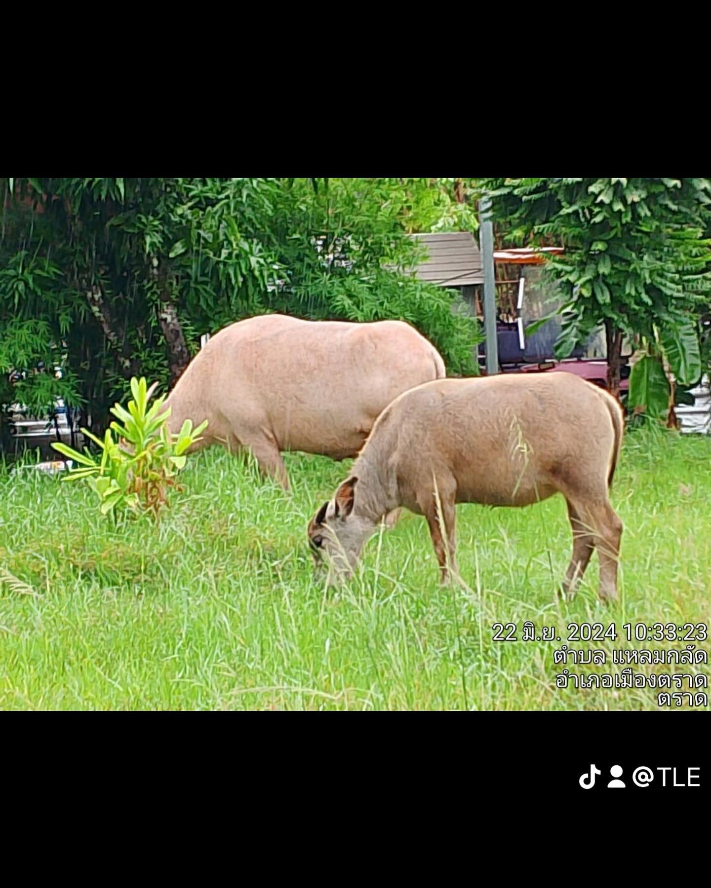 เติ้ล - ธนพล นิ่มทัยสุข