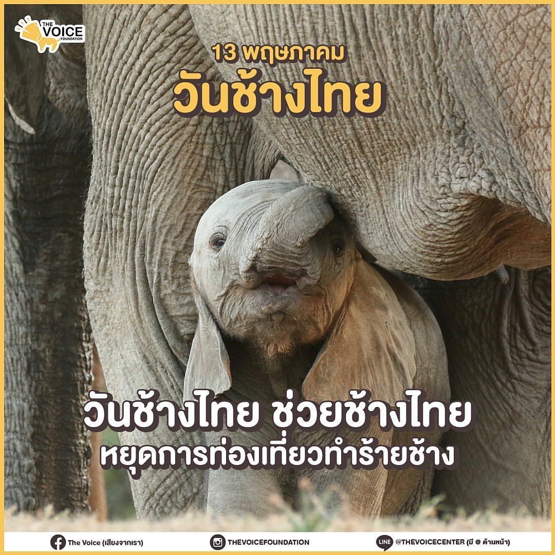 เก๋ - ชลลดา เมฆราตรี