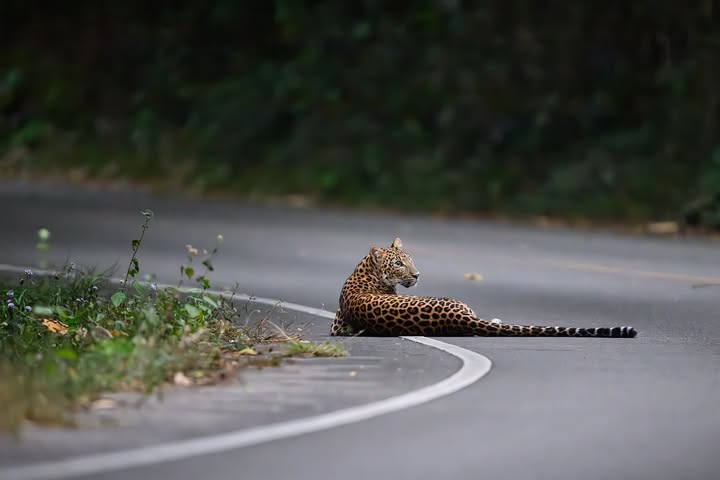 เน๋ง - ศรัณย์ นราประเสริฐกุล