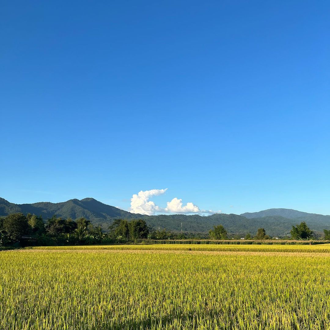 วี - วิโอเลต วอเทียร์