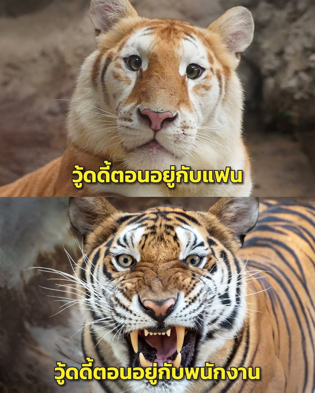 วู้ดดี้ - วุฒิธร มิลินทจินดา