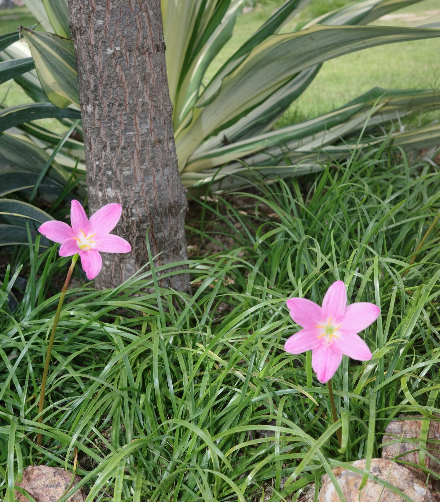 บอนซ์ - ณดล ล้ำประเสริฐ