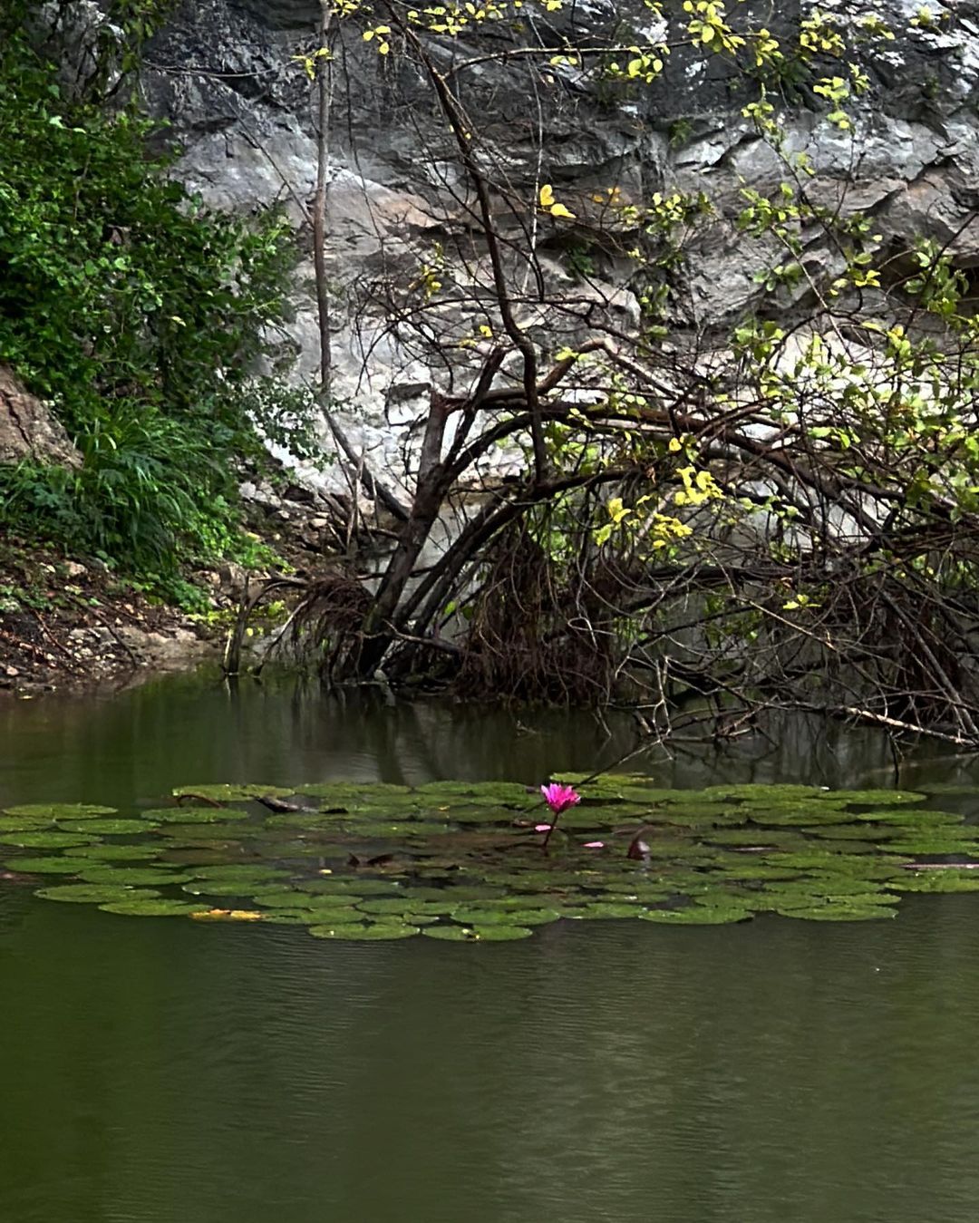 เมทัล สุขขาว