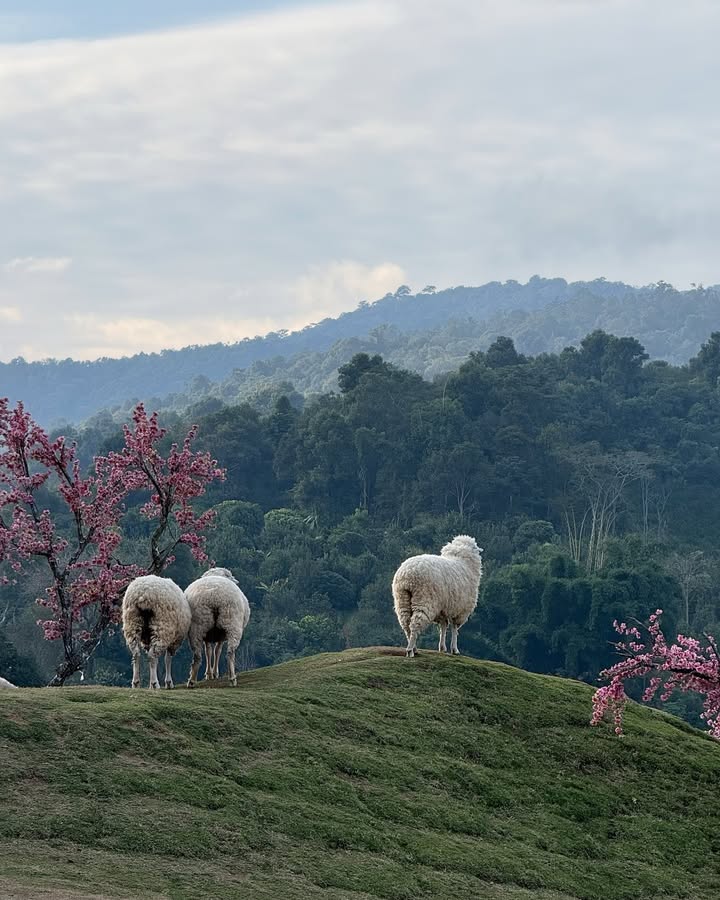 น้ำหวาน - ภูริตา สุปินชุมภู