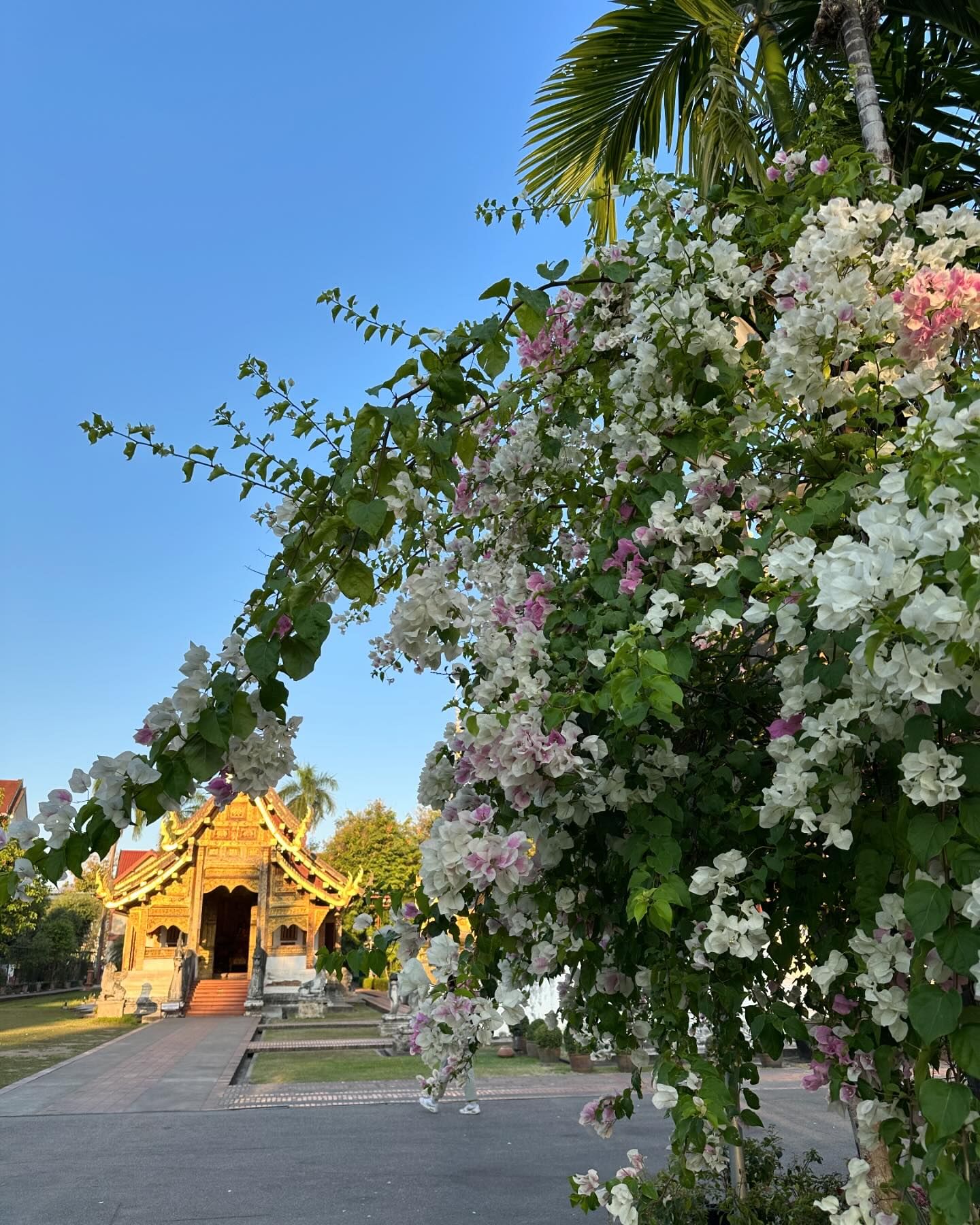 โอปอล์ - ปาณิสรา อารยะสกุล