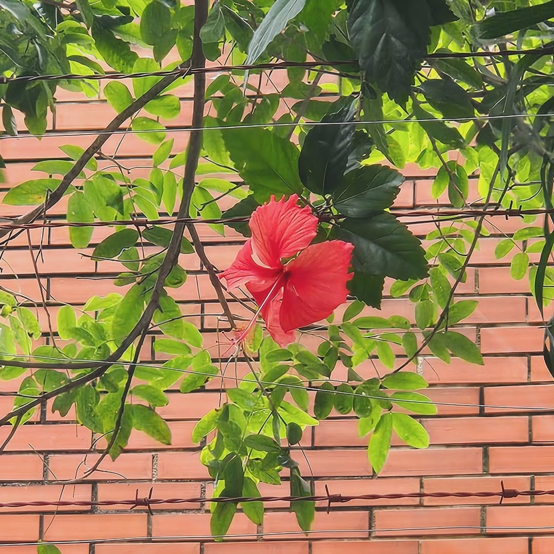 ไบเบิ้ล - วิชญ์ภาส สุเมตติกุล