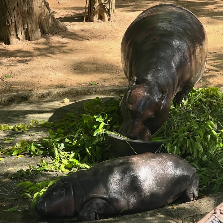 เงิน - อนุภาษ เหลืองสดใส