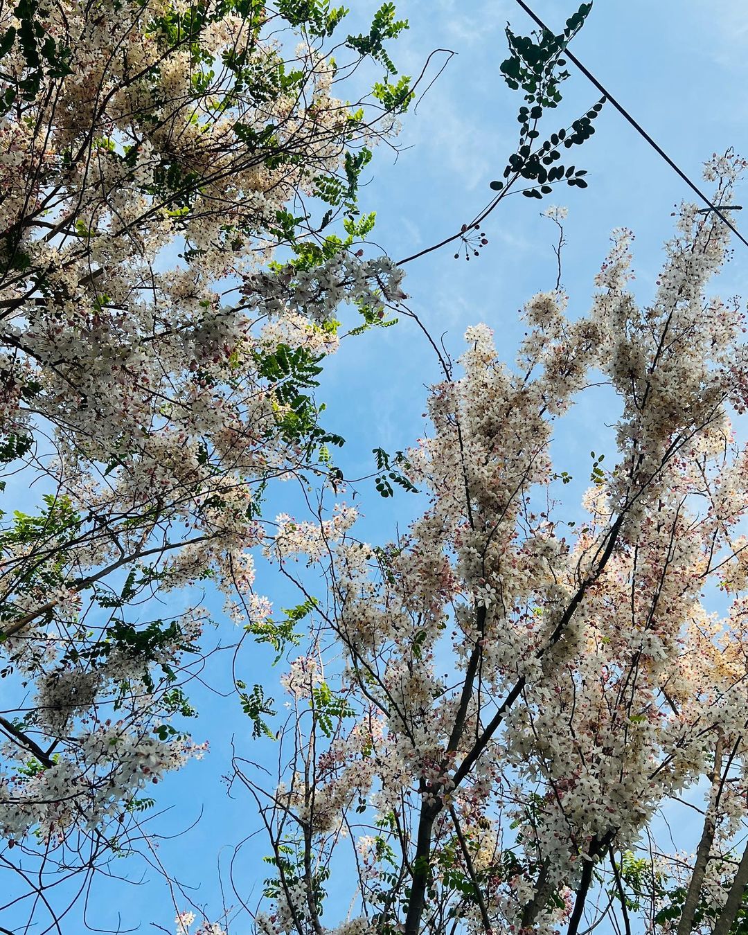 กองทัพ พีค