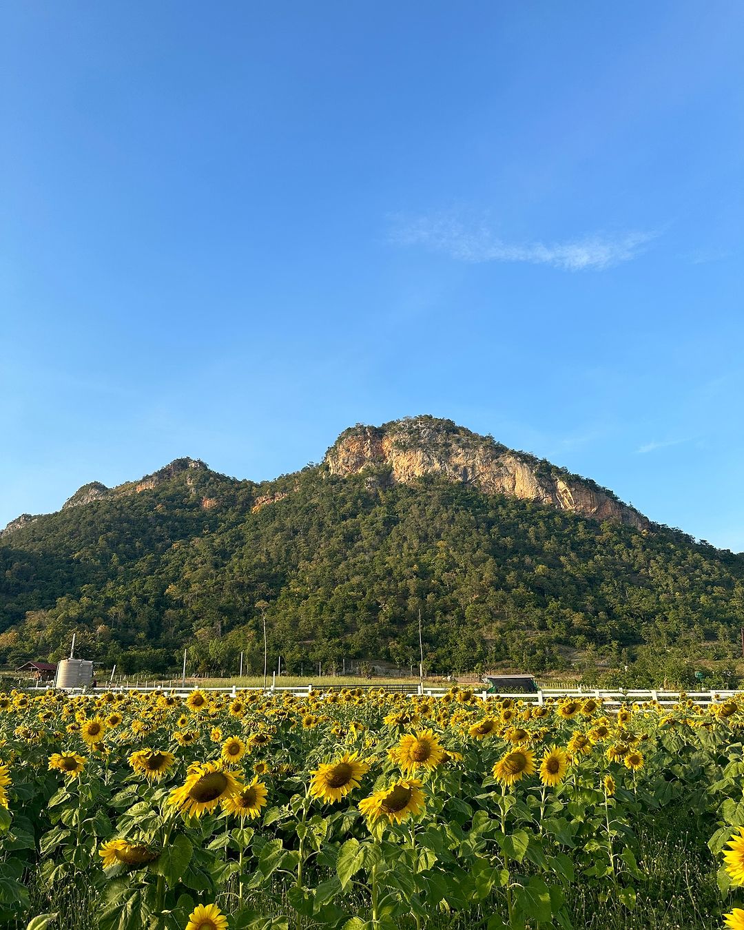 โบว์ - เมลดา สุศรี