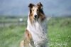 Lassie picture