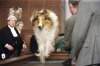 Lassie picture