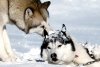 Eight Below picture