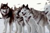 Eight Below picture