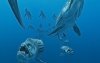 Sea Monsters: A Prehistoric Adventure picture