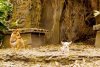 Beverly Hills Chihuahua picture