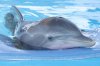 Dolphin Tale picture