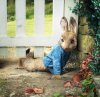 Peter Rabbit picture