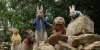 Peter Rabbit picture