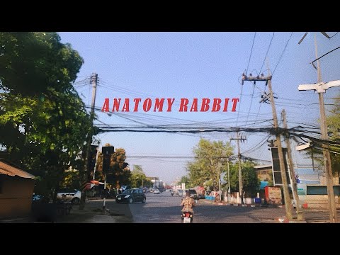 เนื้อเพลง Happy Valentine's Day | อนาโตมี่ แรบบิต Anatony Rabbit | เพลงไทย