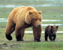 Grizzly Man wallpaper