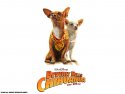 Beverly Hills Chihuahua